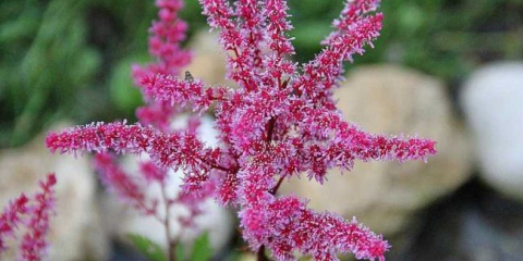 Květina astilba ? - poradenství v péči, výsadbě, zalévání a množení. Popis druhů a odrůd, jejich využití v krajinářství